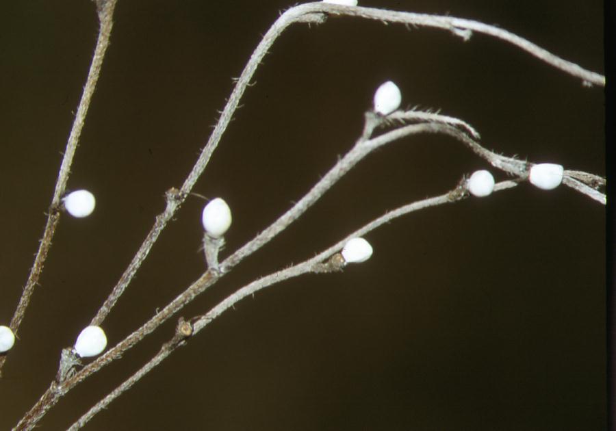 Aegonychon purpurocaeruleum (=Buglossoides purpurocaerulea) / Erba perla azzurra